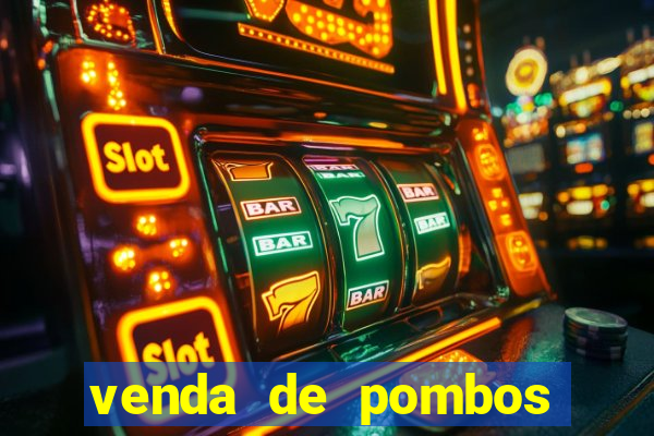venda de pombos correios olx